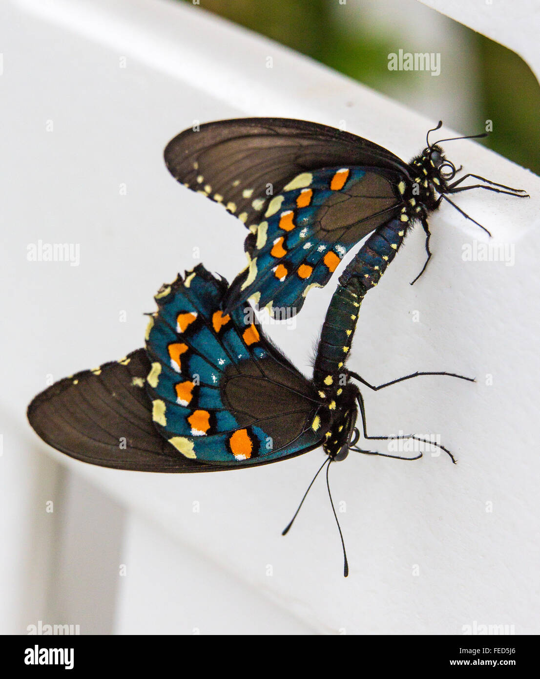Close-up di farfalle in accoppiamento Butterfly Estates in Fort Myers Florida Foto Stock