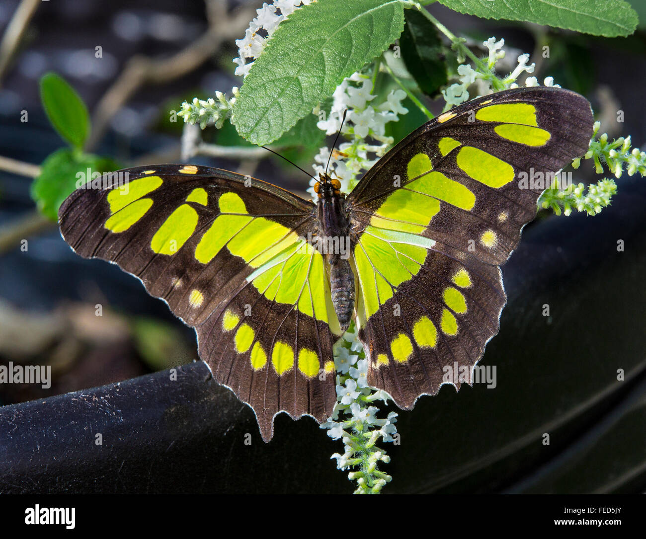 Primo piano della Malachite Butterfly Siproeta stelenes su un fiore al Butterfly Estates in Fort Myers Florida Foto Stock