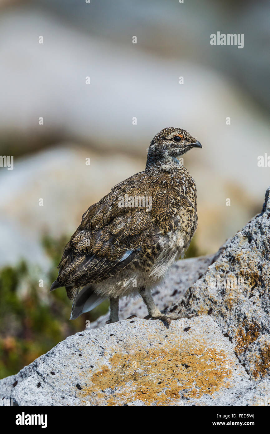 White-tailed Pernice bianca, Lagopus leucura, sul belvedere di roccia in monte Baker deserto, nello Stato di Washington, USA Foto Stock