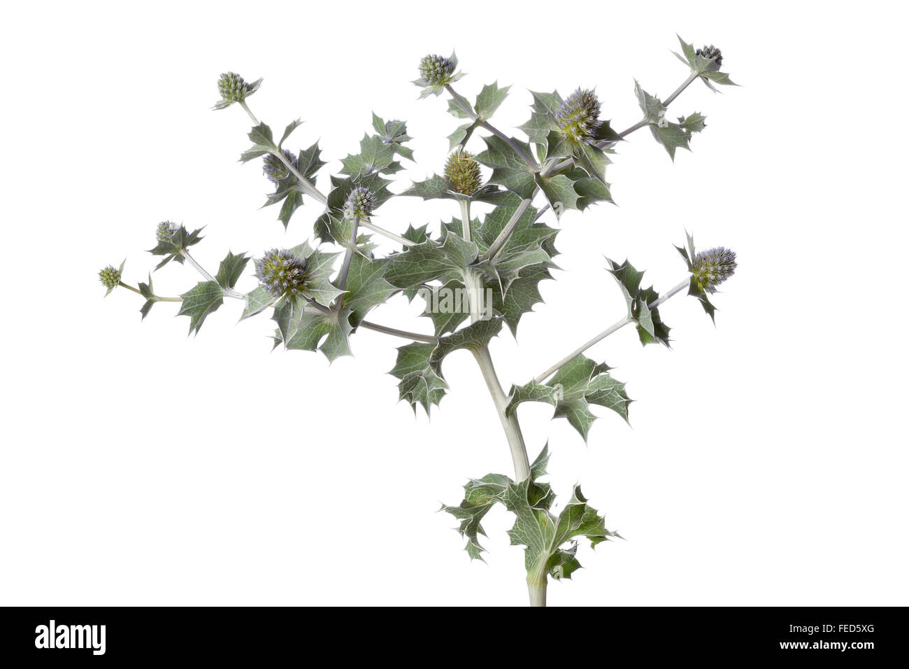 Mare Fresco holly impianto su sfondo bianco Foto Stock