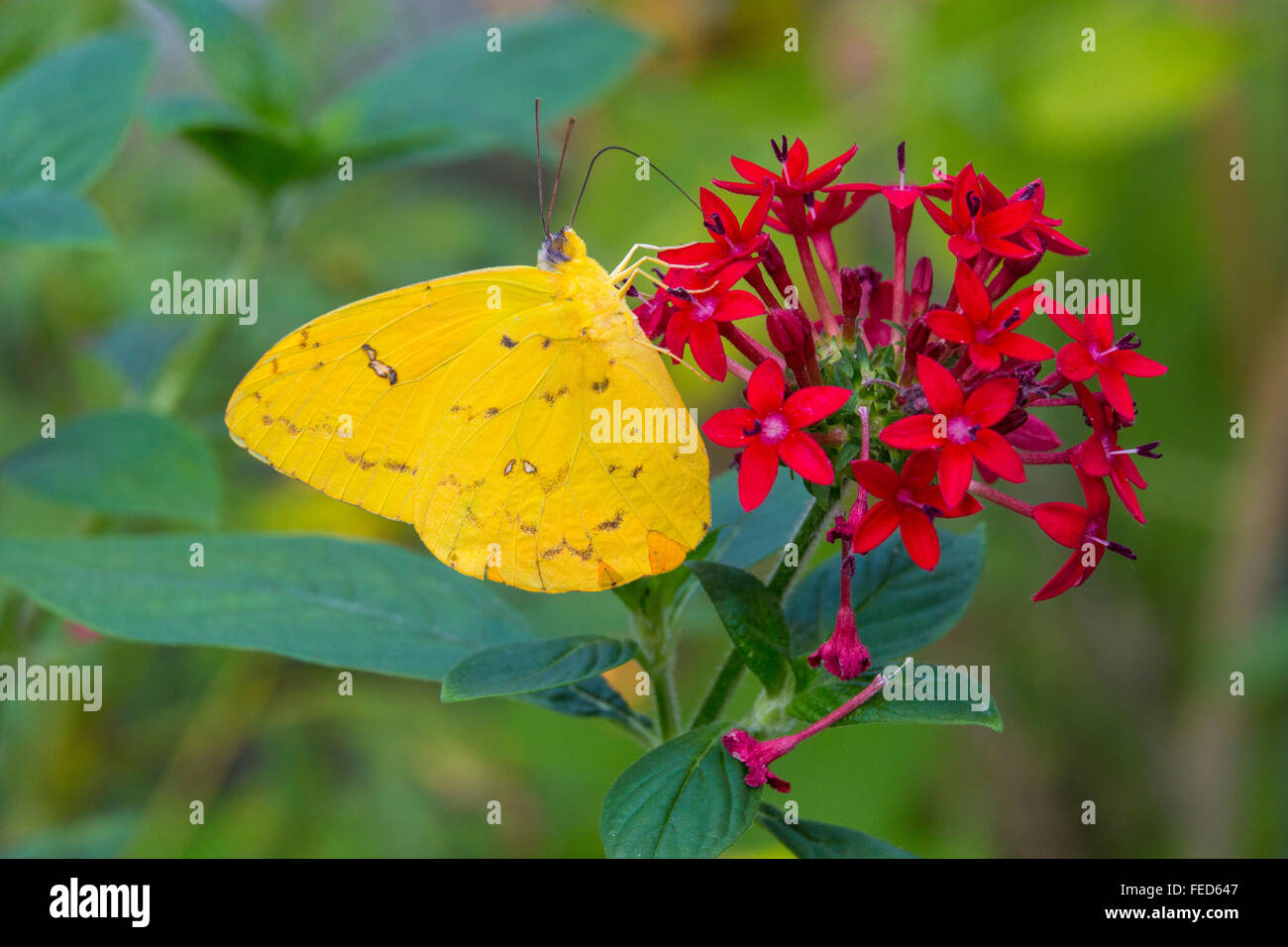 Vista dettagliata del giallo zolfo albicocca Butterfly Phoebis argante su un fiore al Butterfly Estates in Fort Myers Florida Foto Stock