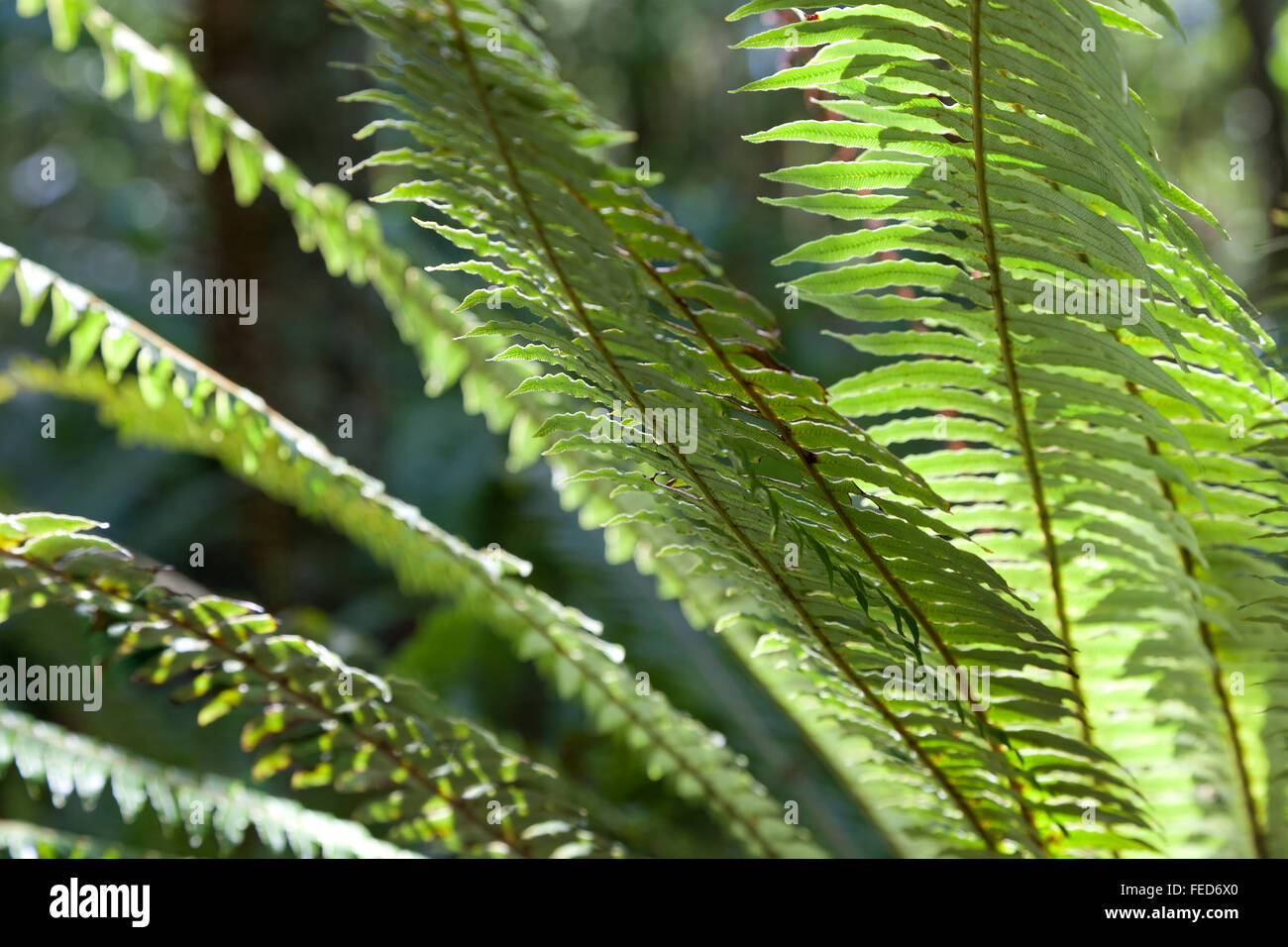 Nuove foglie di felce Nuova Zelanda Foto Stock