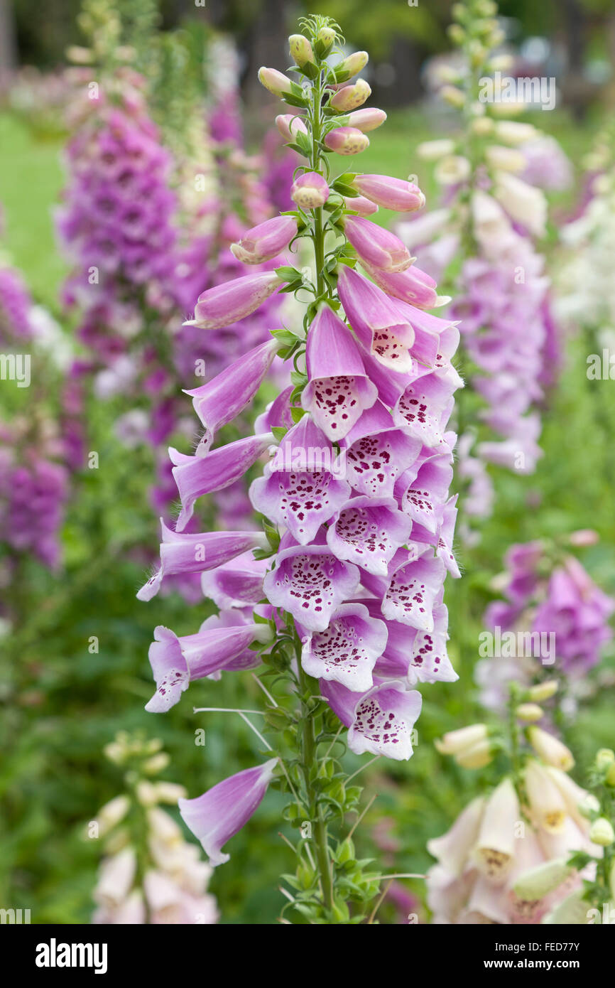 Fresh fioritura viola foxglove Foto Stock