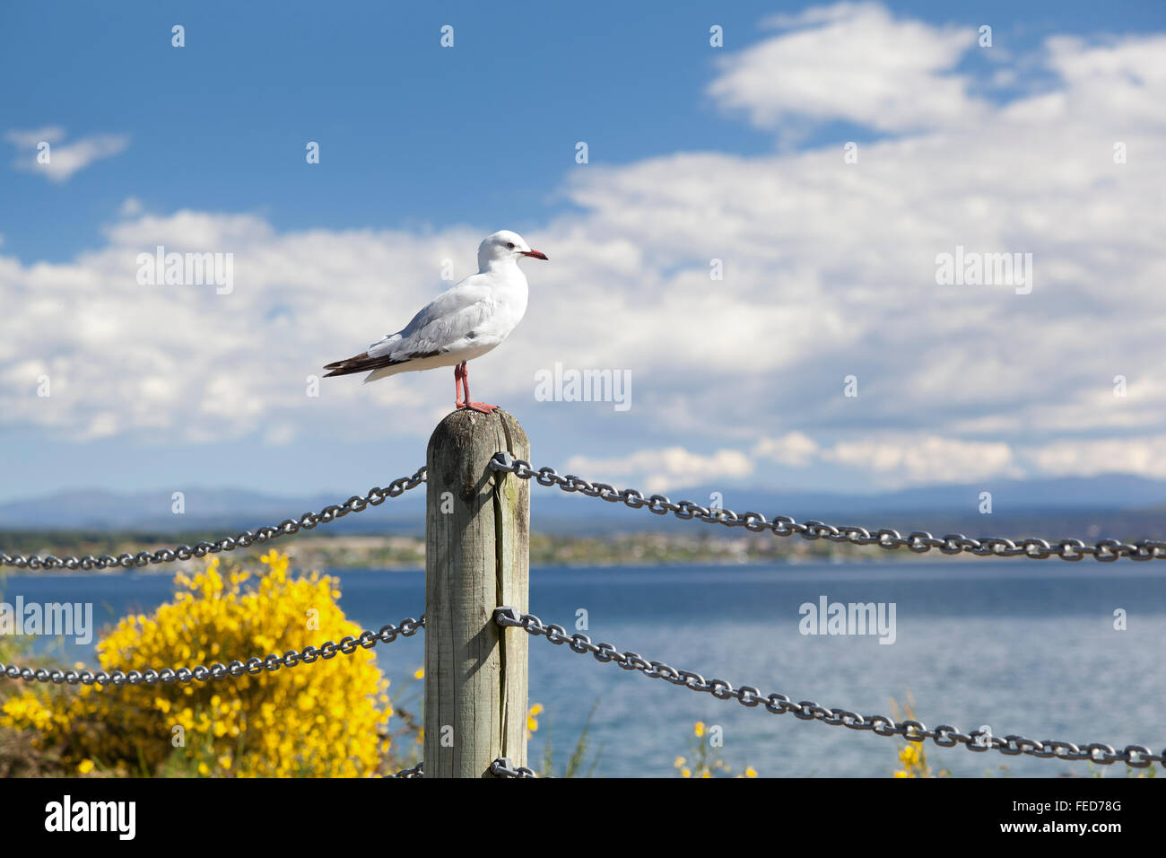 Seagull guardando oltre il lago Taupo sull'Isola Settentrionale della Nuova Zelanda Foto Stock