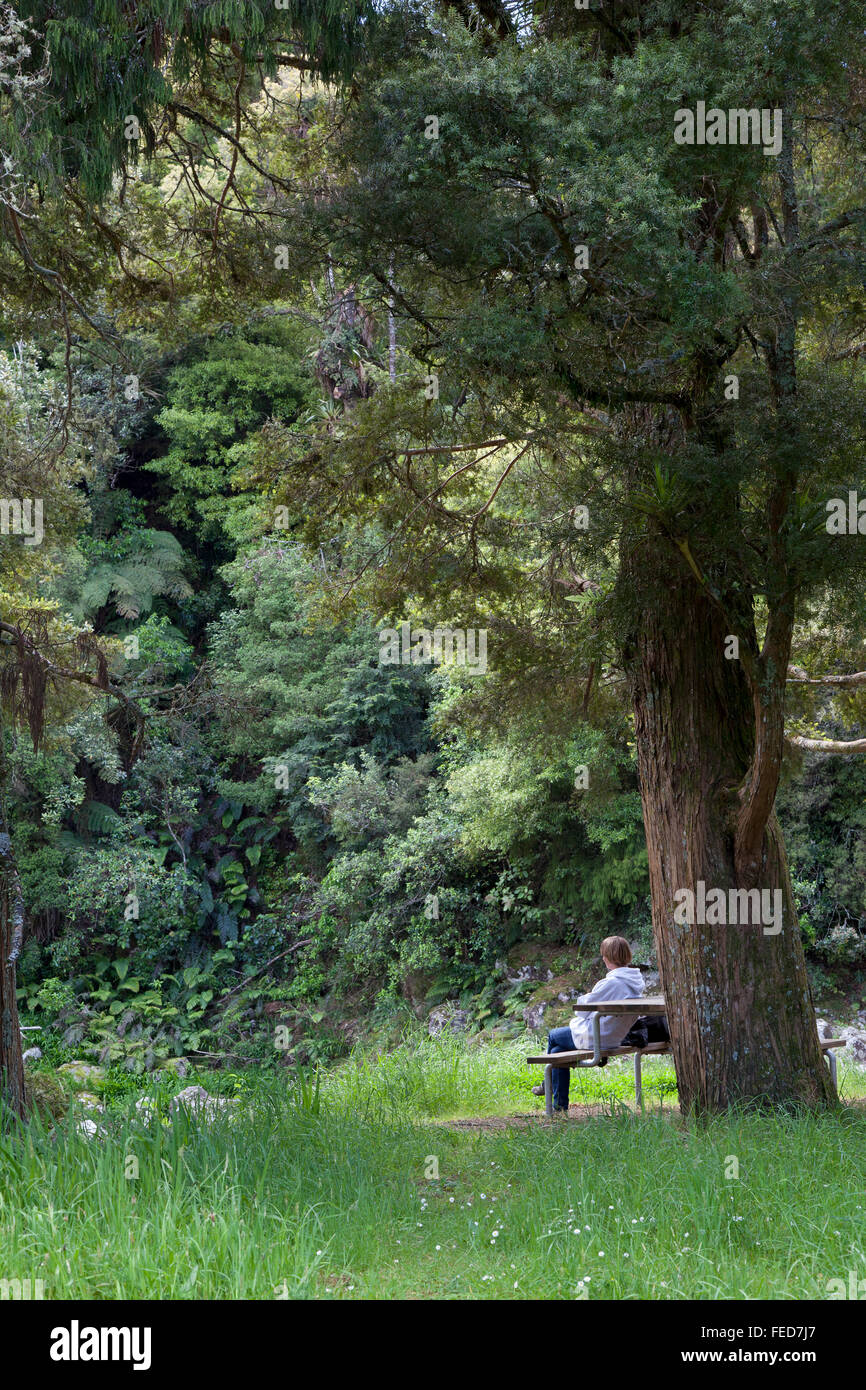 Godendo i boschi in Waiki, Nuova Zelanda Foto Stock