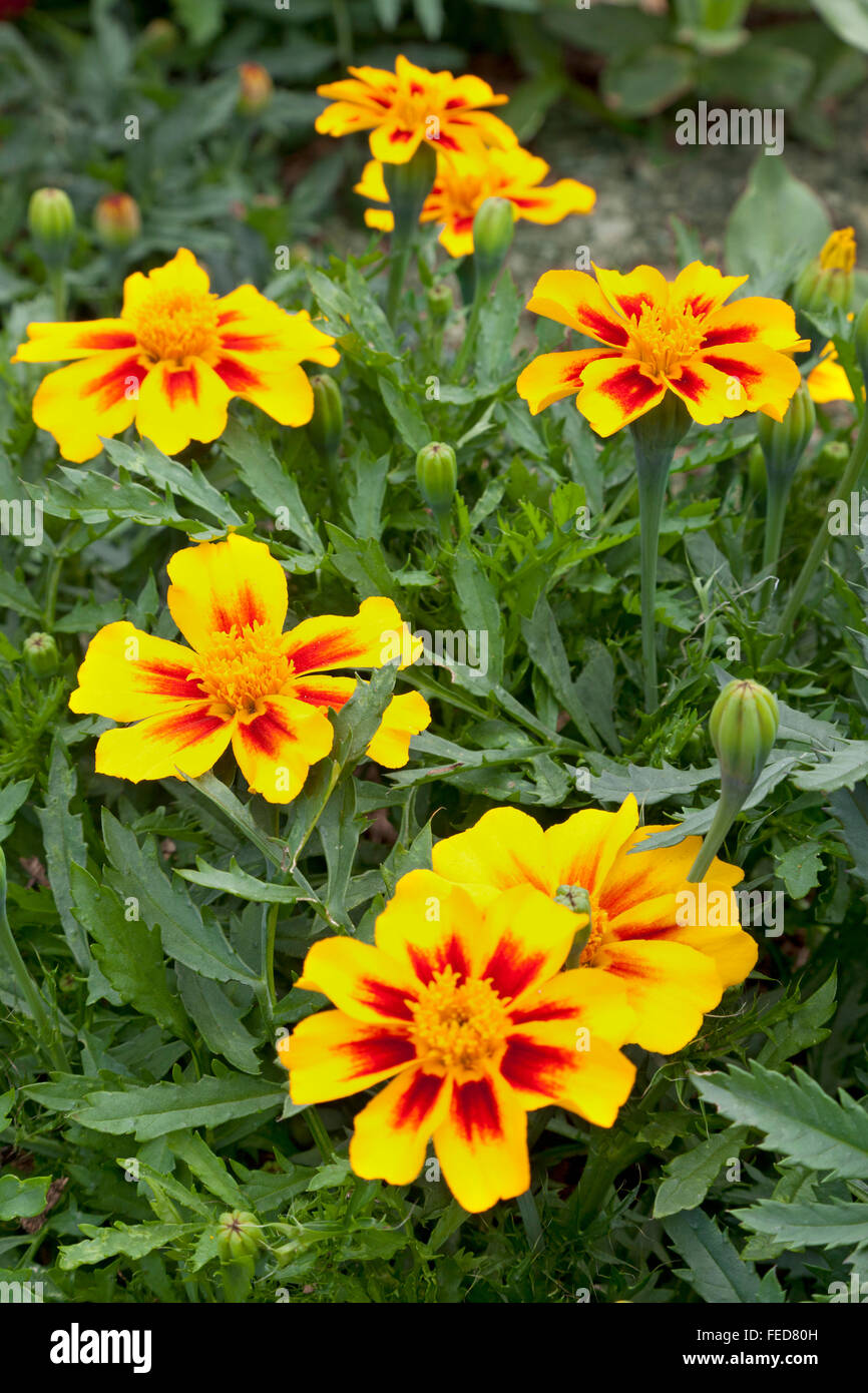 Giallo fresco Tagetes fiori con Foto Stock