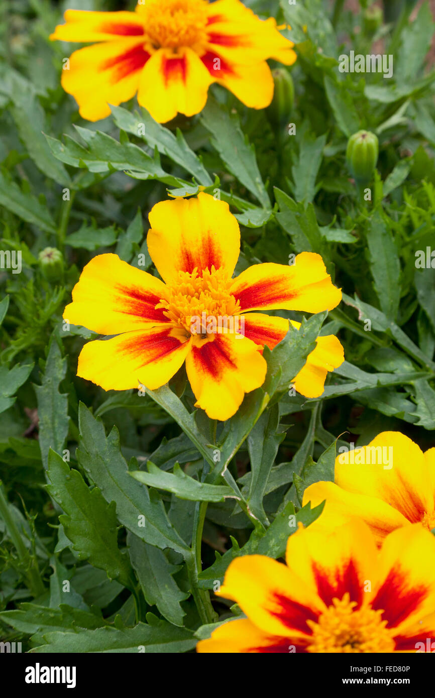 Giallo fresco Tagetes fiori con boccioli Foto Stock