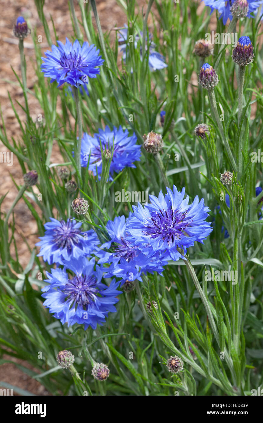 Freschi colori blu cornflowers Foto Stock