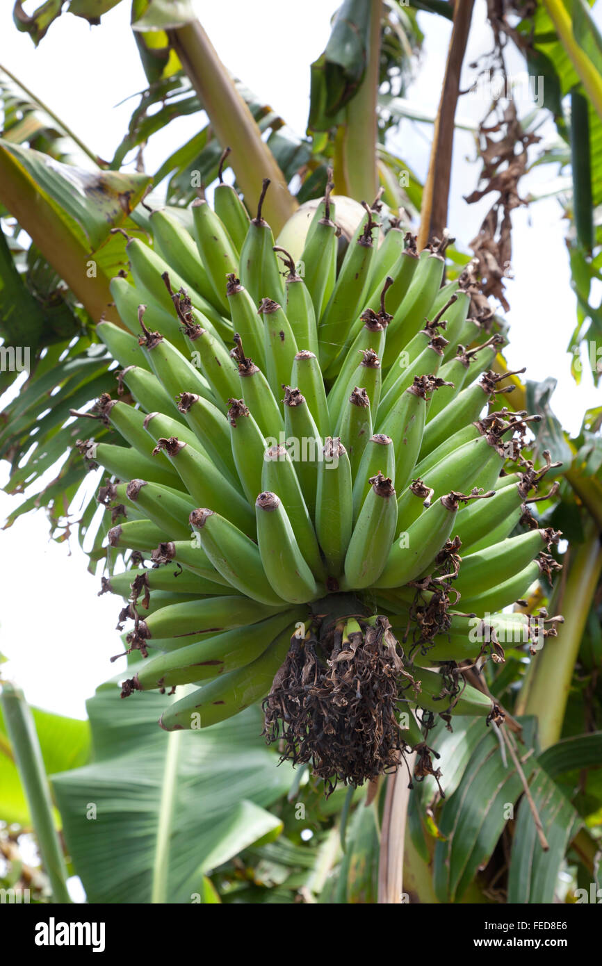 Giovani banane verdi su un albero Foto Stock