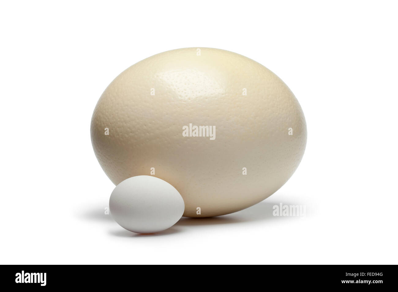 Uovo di struzzo e uovo di pollo su sfondo bianco per confrontare la dimensione Foto Stock