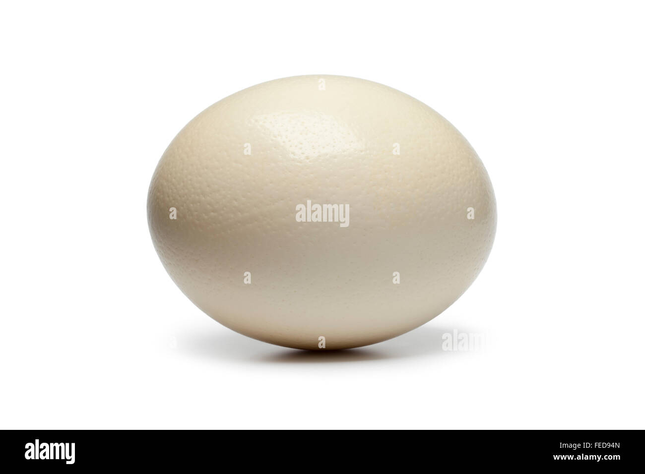 Uovo di struzzo su sfondo bianco Foto Stock