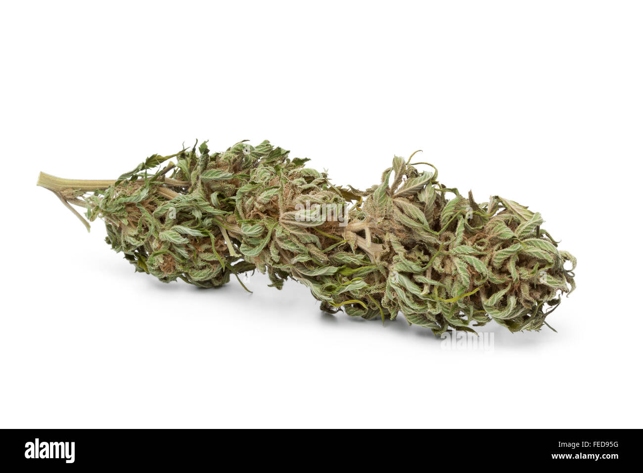 Essiccata la marijuana gemme con THC visibile su sfondo bianco Foto Stock