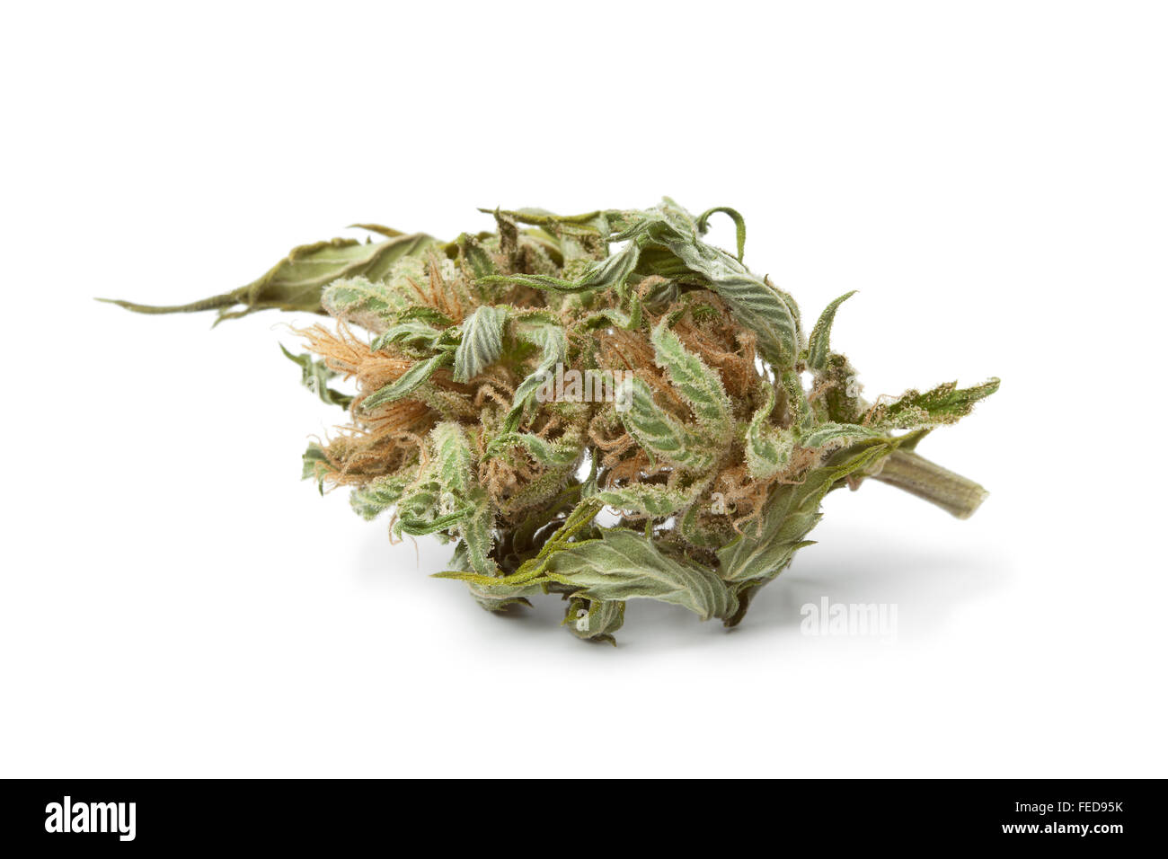 Essiccata la marijuana bud con visibile il THC su sfondo bianco Foto Stock