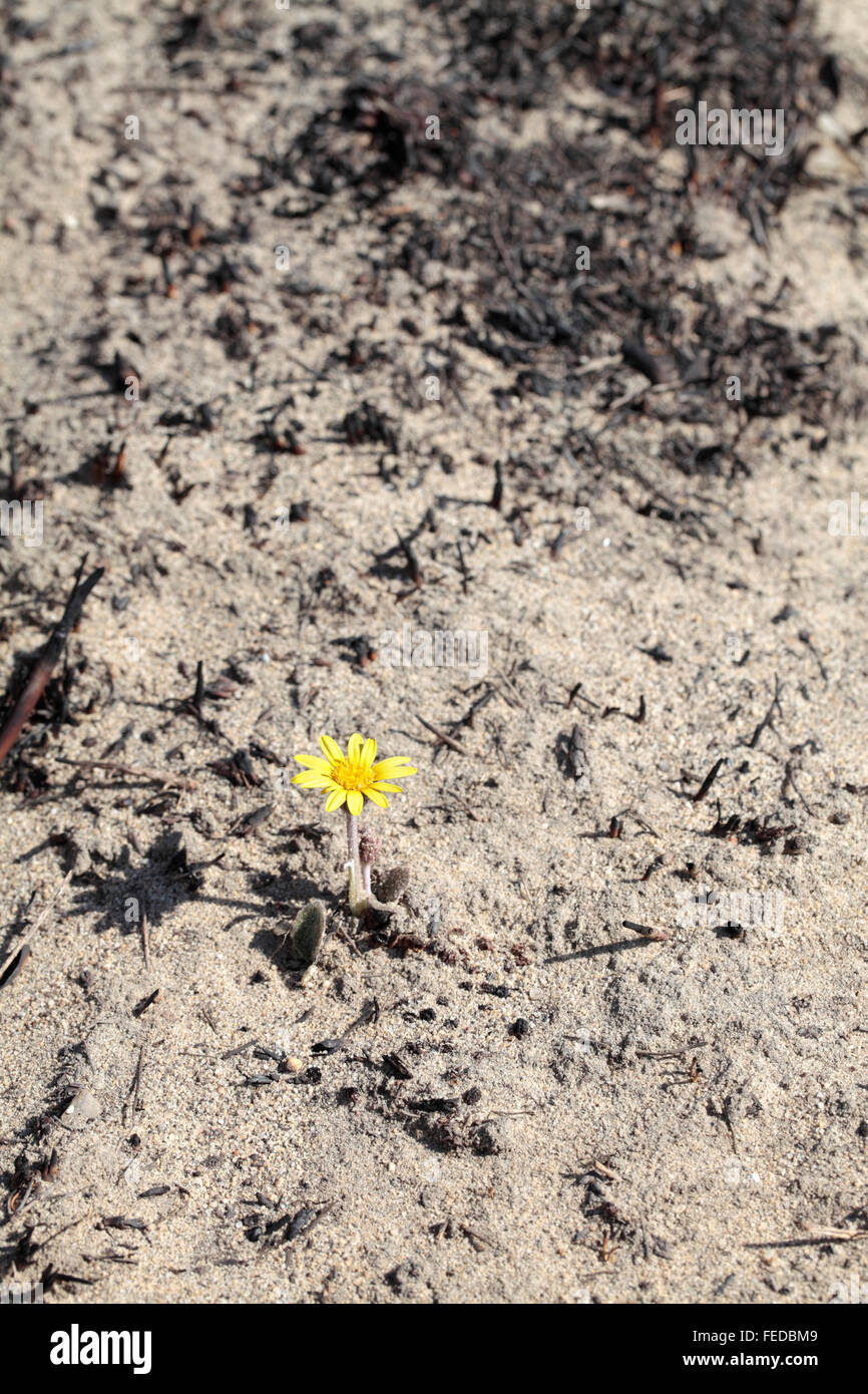 Fire danneggiato paesaggio, Table Mountain National Park, Sud Africa Foto Stock