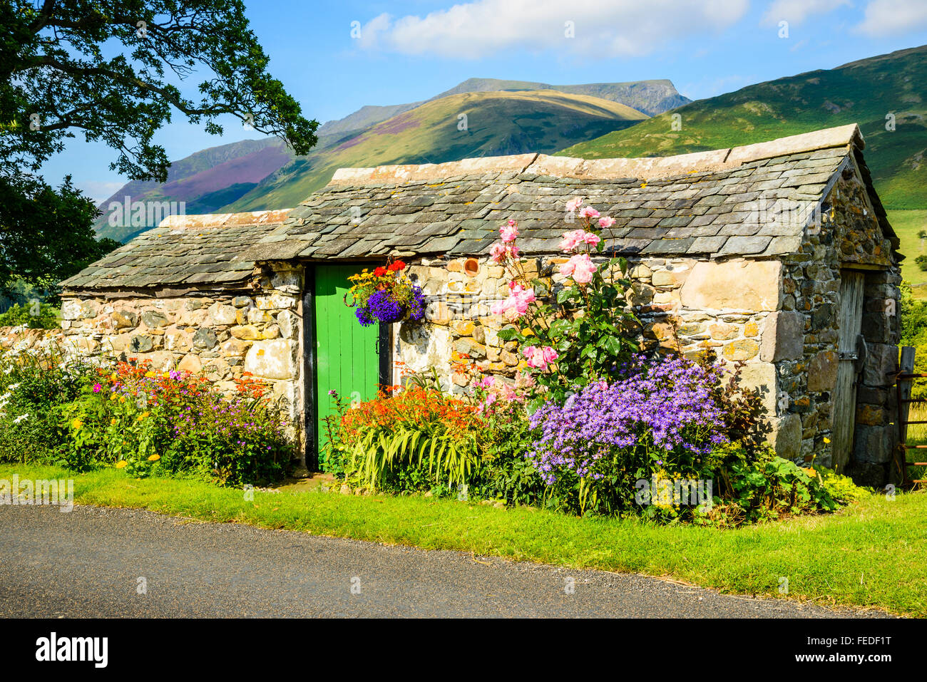 Fiori e capanna di pietra con Blencathra dietro (chiamato anche a doppio spiovente) nel Lake District inglese Foto Stock