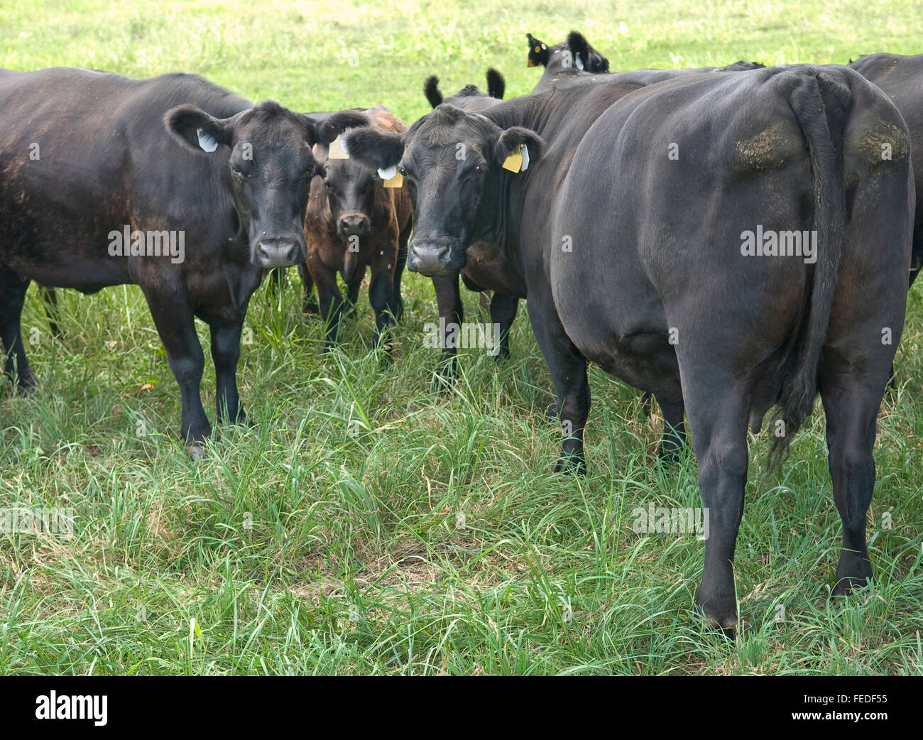 Il Black Angus bovini Foto Stock