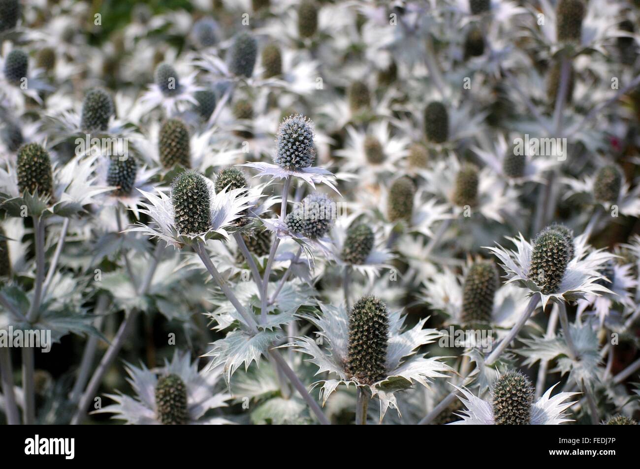 British thistle eryngium alpinum mare holly Foto Stock