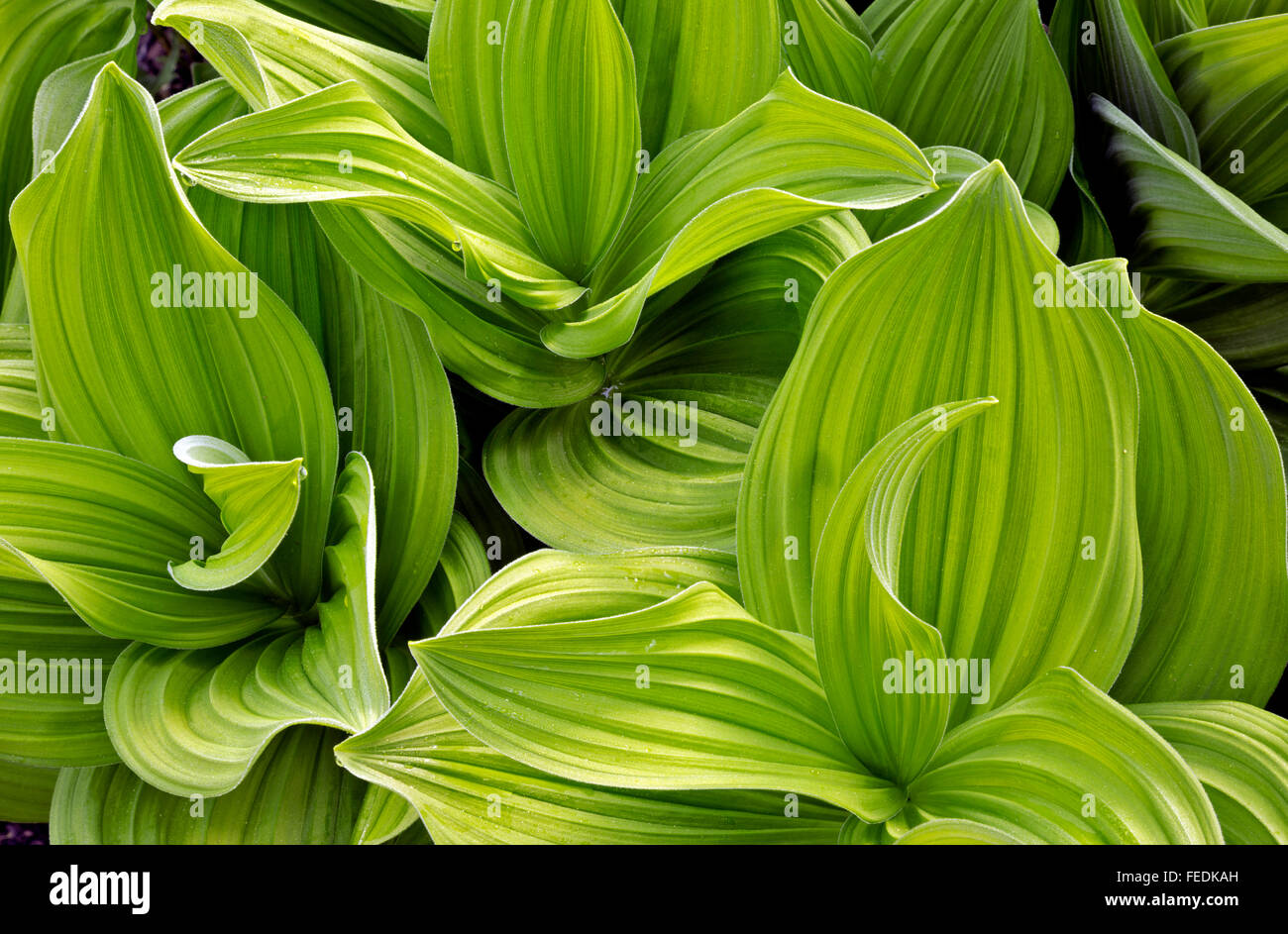 CALIFORNIA - Mais giglio, 'Veratro nero', crescendo in un prato lungo il sentiero Gulch Valley Trail nella Trinità Alpi deserto. Foto Stock