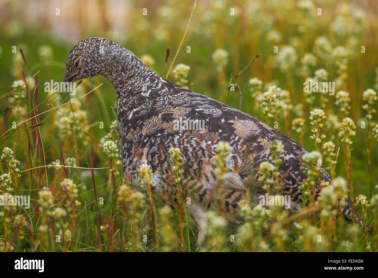 White-tailed Pernice bianca, Lagopus leucura, nella tundra alpina habitat lungo la Ptarmigan Ridge vicino a Mt. Baker, nello Stato di Washington, USA Foto Stock