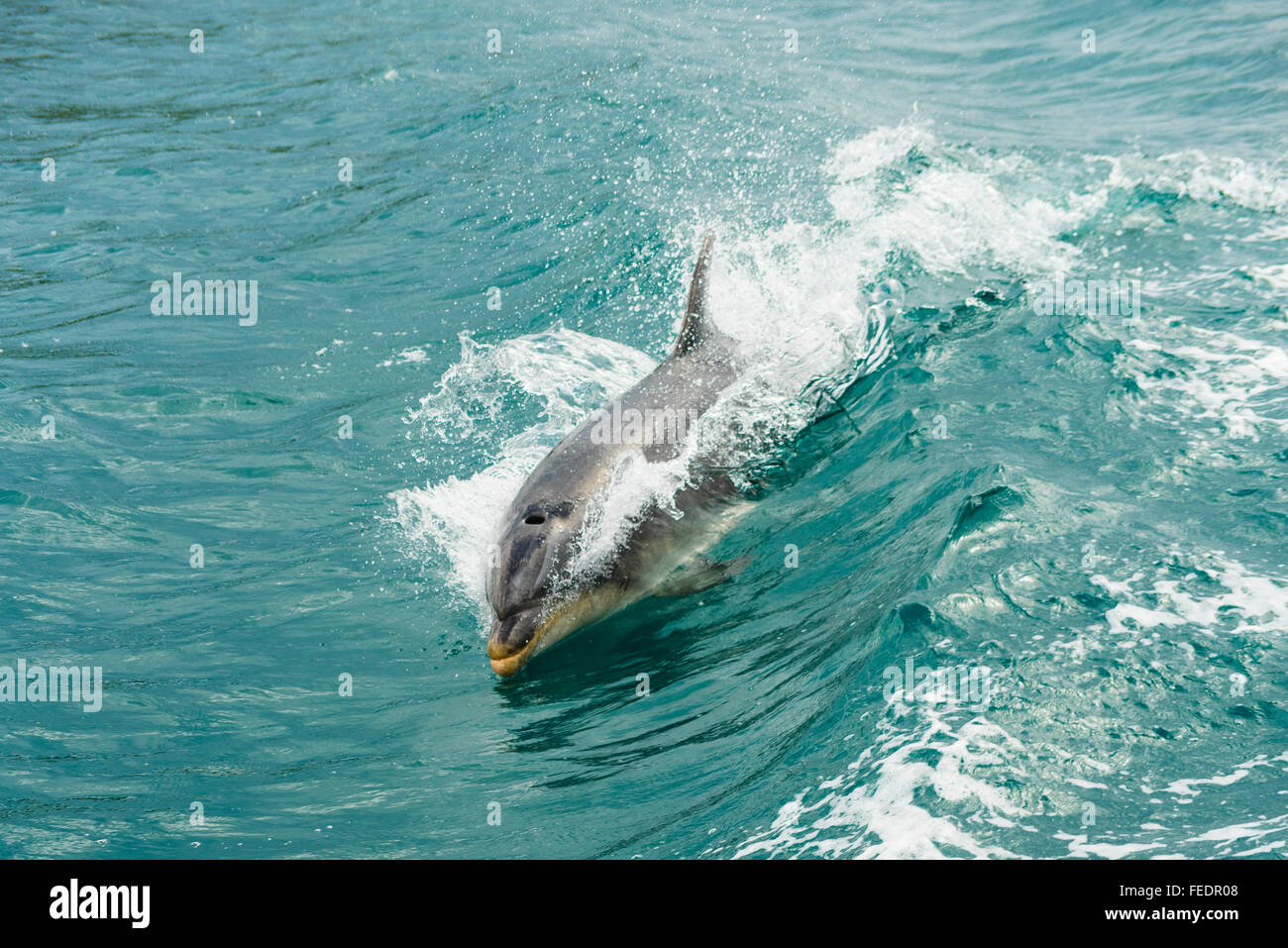 Il tursiope o delfino maggiore (specie Tursiops) riding prua di una barca in Popoure raggiungere Marlborough Sounds Nuova Zelanda Foto Stock