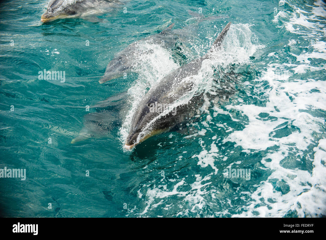 Delfini (specie Tursiops) riding prua di una barca in Popoure raggiungere Marlborough Sounds Nuova Zelanda Foto Stock