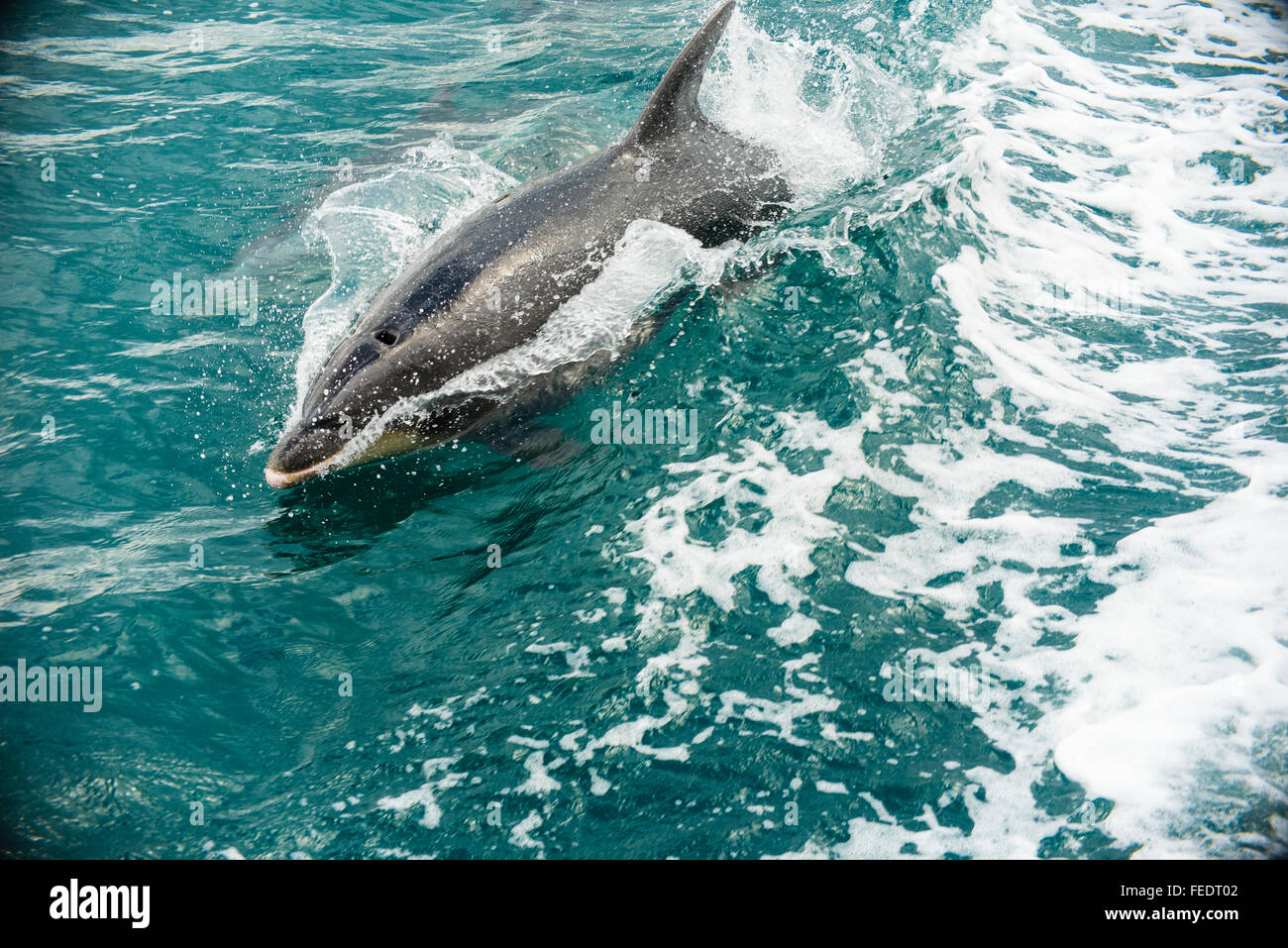 Il tursiope o delfino maggiore (specie Tursiops) riding prua di una barca in Popoure raggiungere Marlborough Sounds Nuova Zelanda Foto Stock