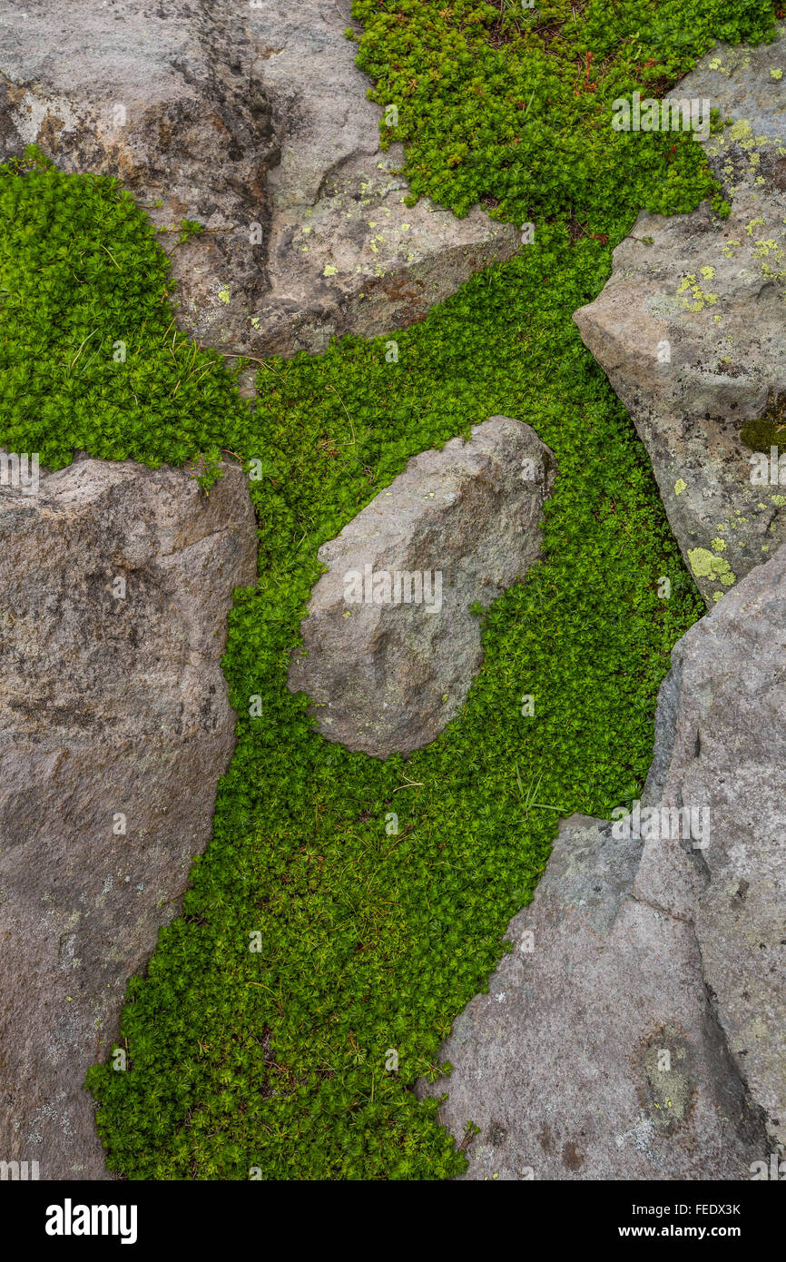 Partridgefoot, Lutkea pectinata, crescente tra tundra alpina rocce vicino Sholes ghiacciaio sul Monte Baker, nello Stato di Washington, USA Foto Stock