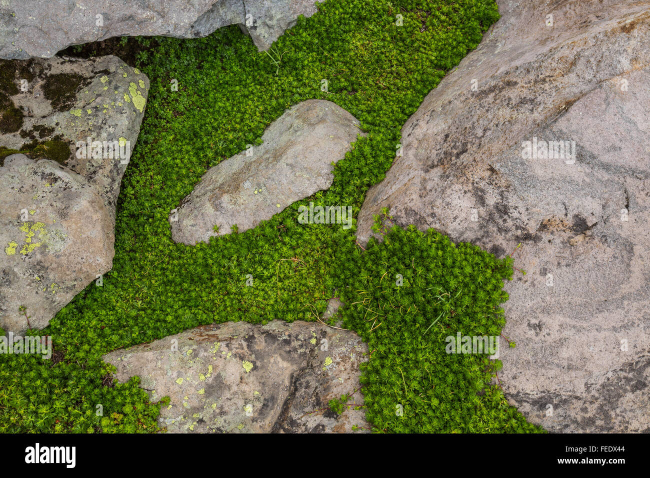 Partridgefoot, Lutkea pectinata, crescente tra tundra alpina rocce vicino Sholes ghiacciaio sul Monte Baker, nello Stato di Washington, USA Foto Stock