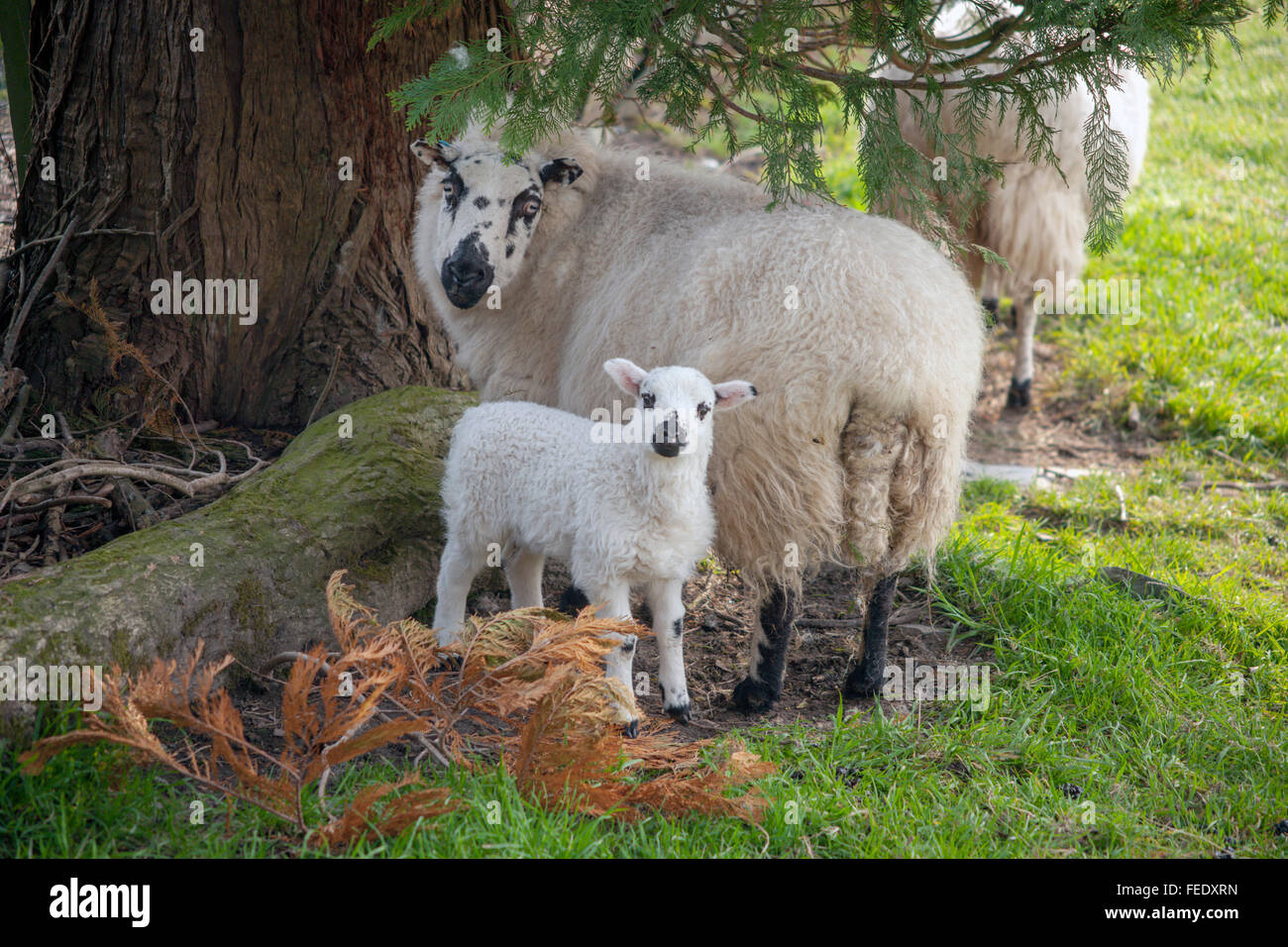 Welsh speckle faccia pecora e la sua neonata agnello sulla molla di pendii erbosi banche. Foto Stock