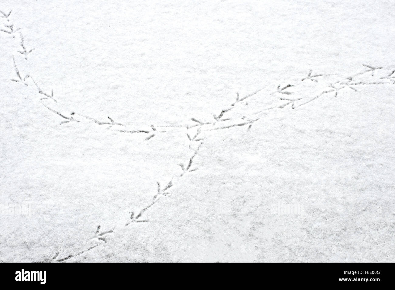 Uccelli' impronte sul primo strato sottile di neve Foto Stock