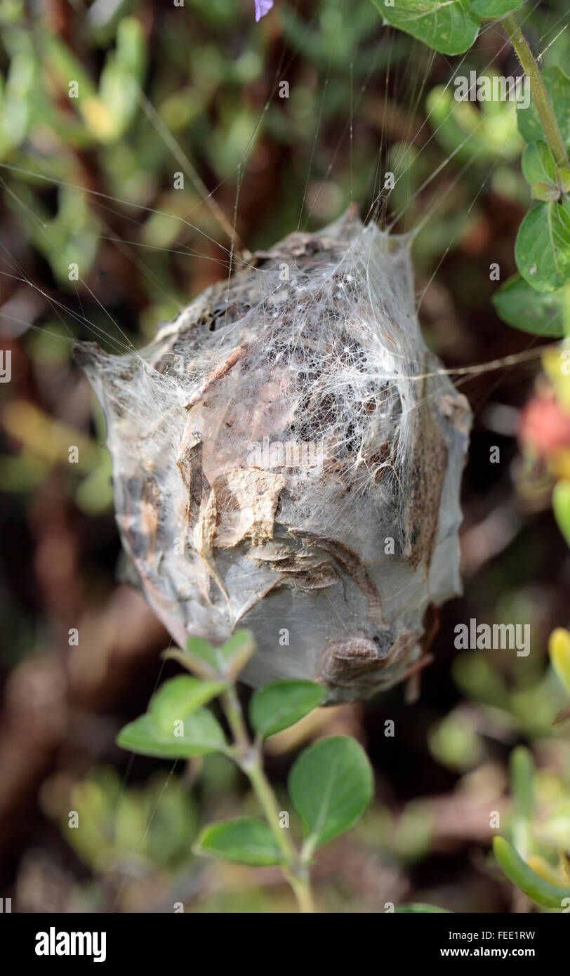 Nido di pioggia Spider (Palystes superciliosus), Cape Town, Sud Africa Foto Stock