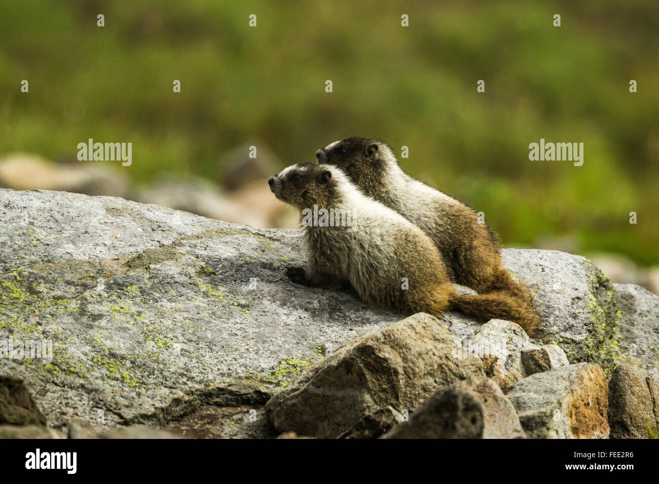 Annoso giovani marmotte, Marmota caligata, lungo Ptarmigan Ridge, il Monte Baker-Snoqualmie foresta nazionale, nello Stato di Washington, USA Foto Stock