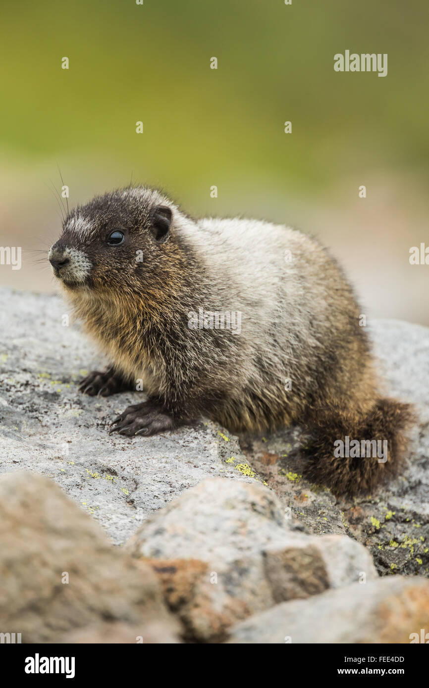 Giovani annoso marmotta, Marmota caligata, lungo Ptarmigan Ridge, il Monte Baker-Snoqualmie foresta nazionale, nello Stato di Washington, USA Foto Stock