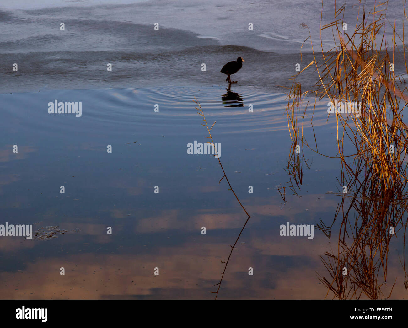 Iced bordo della superficie del lago con anatra selvatica in piedi nei pressi di acque libere confine con piante acquatiche e cielo e la riflessione sulle acque Foto Stock