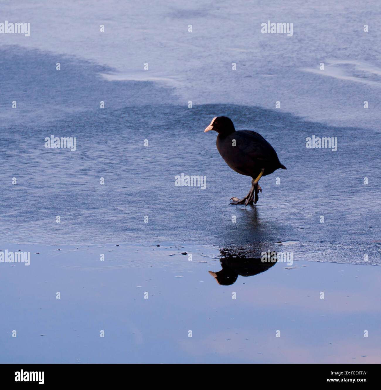 Anatra selvatica a piedi con cautela sul lago ghiacciato in superficie nei pressi di acque libere confine che riflette le nuvole e cielo blu Foto Stock
