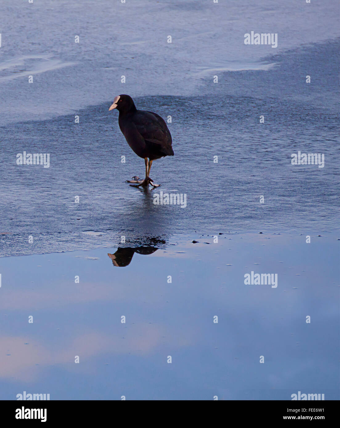 Anatra selvatica in piedi sul lago ghiacciato in superficie nei pressi di acque libere confine che riflette le nuvole e cielo blu Foto Stock