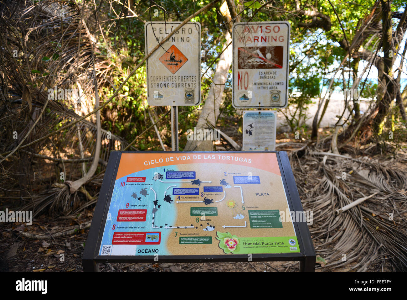 Indicazioni circa la nidificazione delle tartarughe stagione alla zona umida riserva naturale di Punta di tonno (Reserva Natural Humedal) in Maunabo, Puerto Rico. Foto Stock