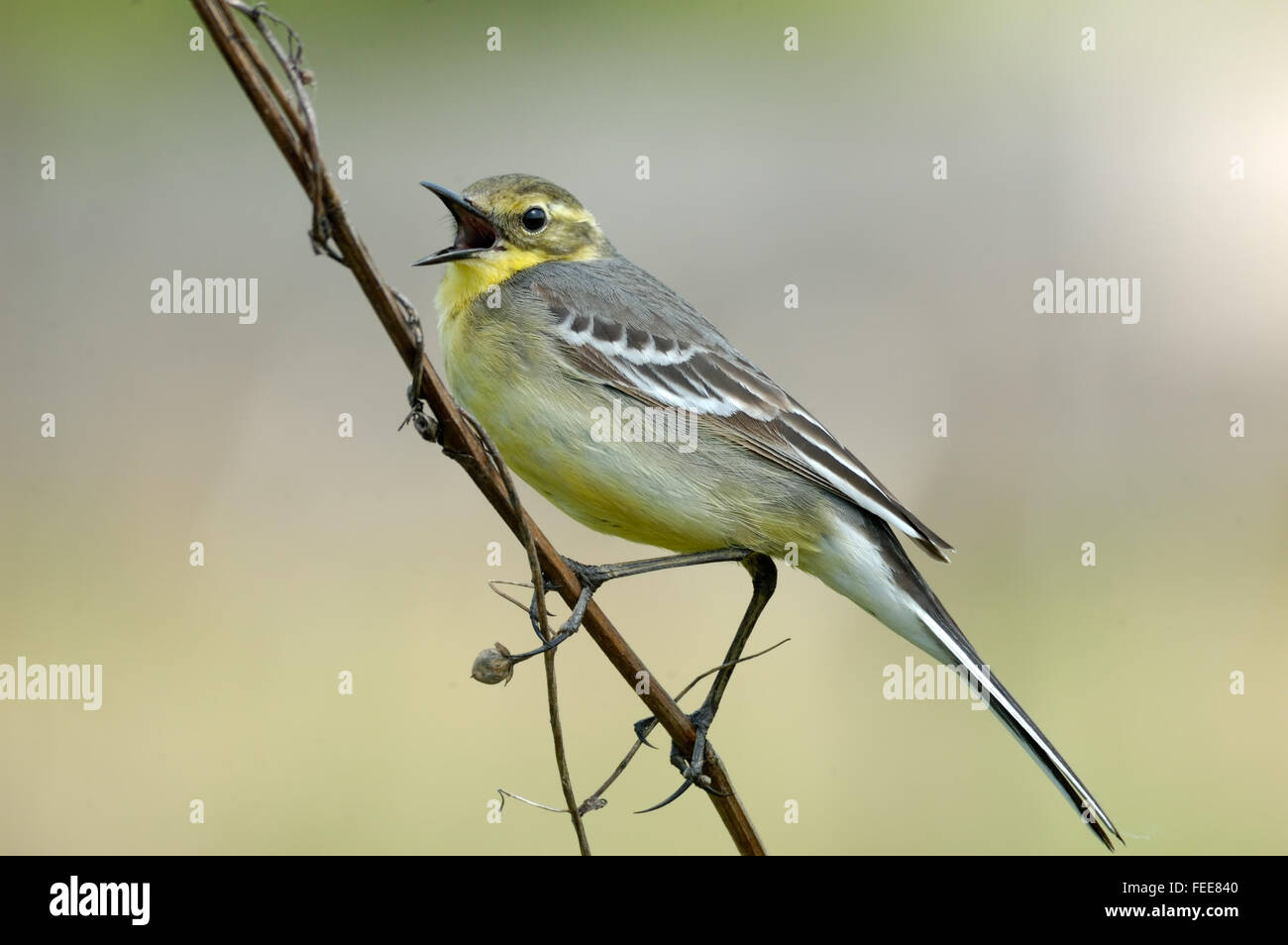 Il pianto femmina wagtail citrino Foto Stock