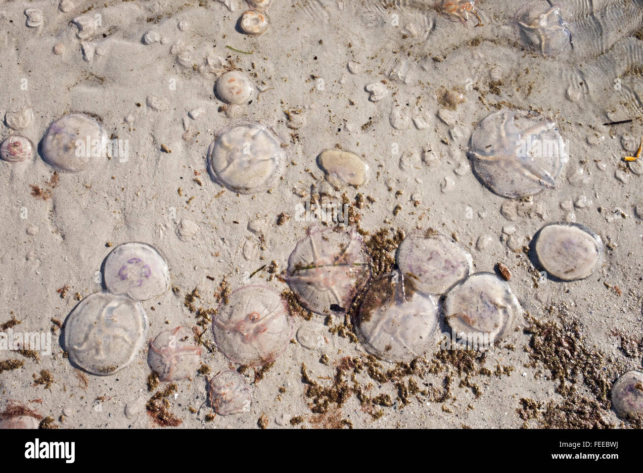 Luna meduse, comuni anche meduse o saucer jelly (Aurelia aurita) sul Mar Baltico beach, Prerow, Darß, Foto Stock