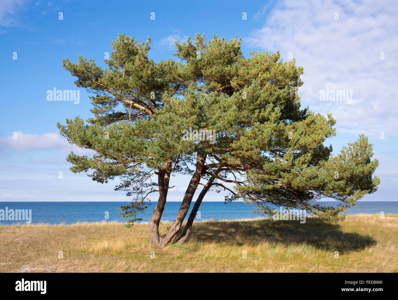 Di pino silvestre (Pinus sylvestris) sul Mar Baltico beach, Prerow, Darß, Fischland-Darß-Zingst, Meclenburgo-Pomerania Occidentale, Germania Foto Stock