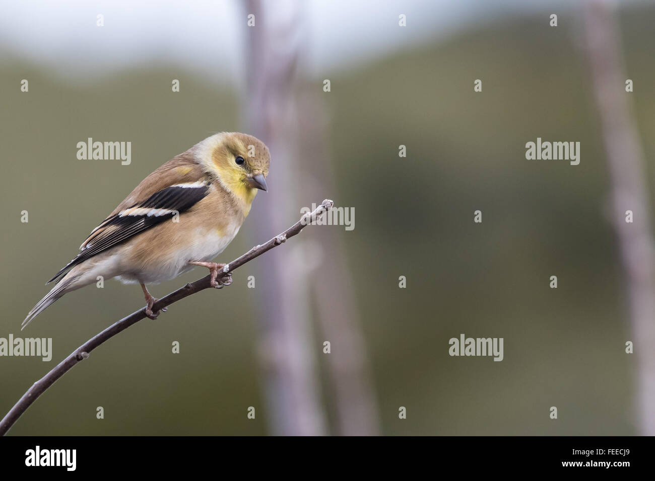 Un inverno-piumaggio americano maschio cardellino, Spinus tristis, appollaiate su un ramo di piccole dimensioni Foto Stock
