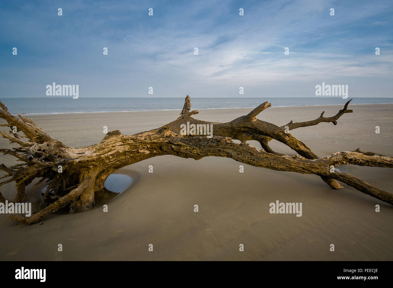 Albero di decadimento sdraiato sulla spiaggia Foto Stock
