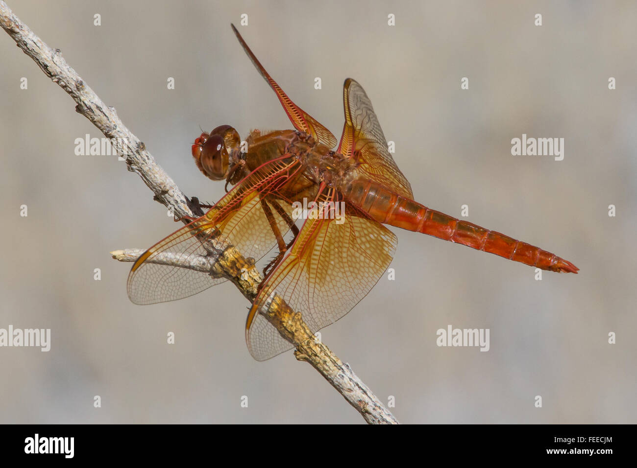 Fiamma maschio schiumarola Libellula saturata Foto Stock