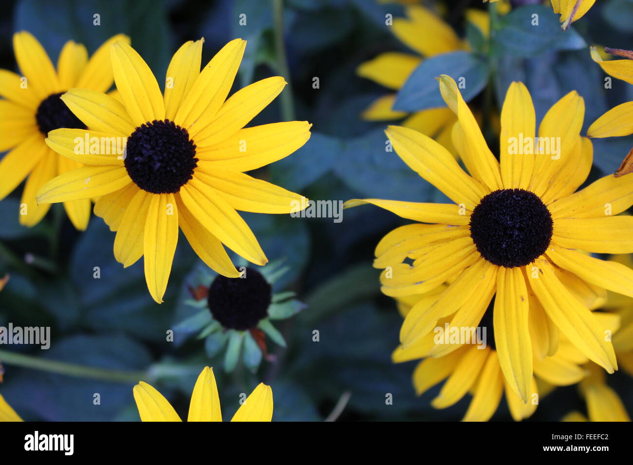 Il giallo dei fiori in un giardino Foto Stock