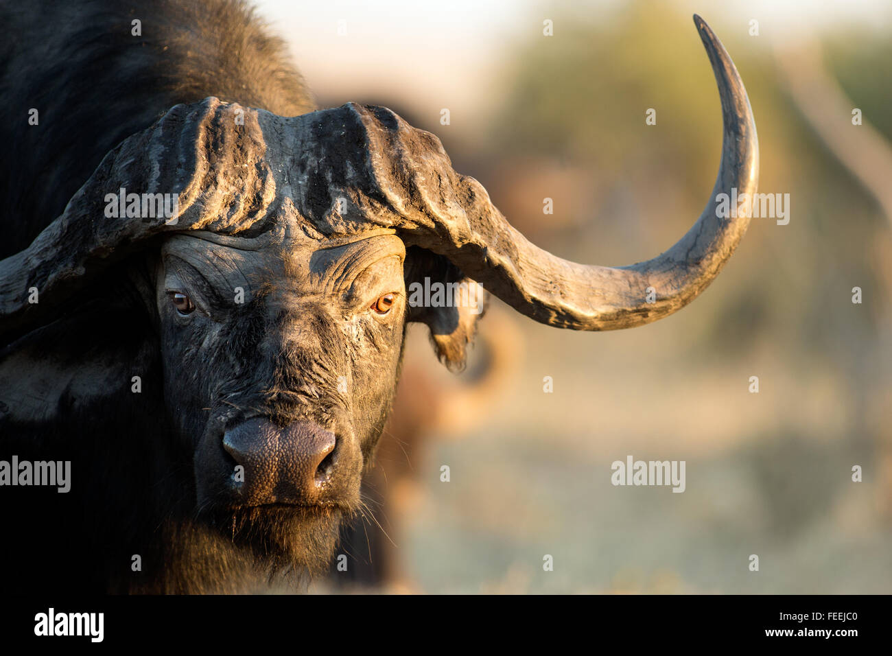 Bufalo in bushveld Foto Stock