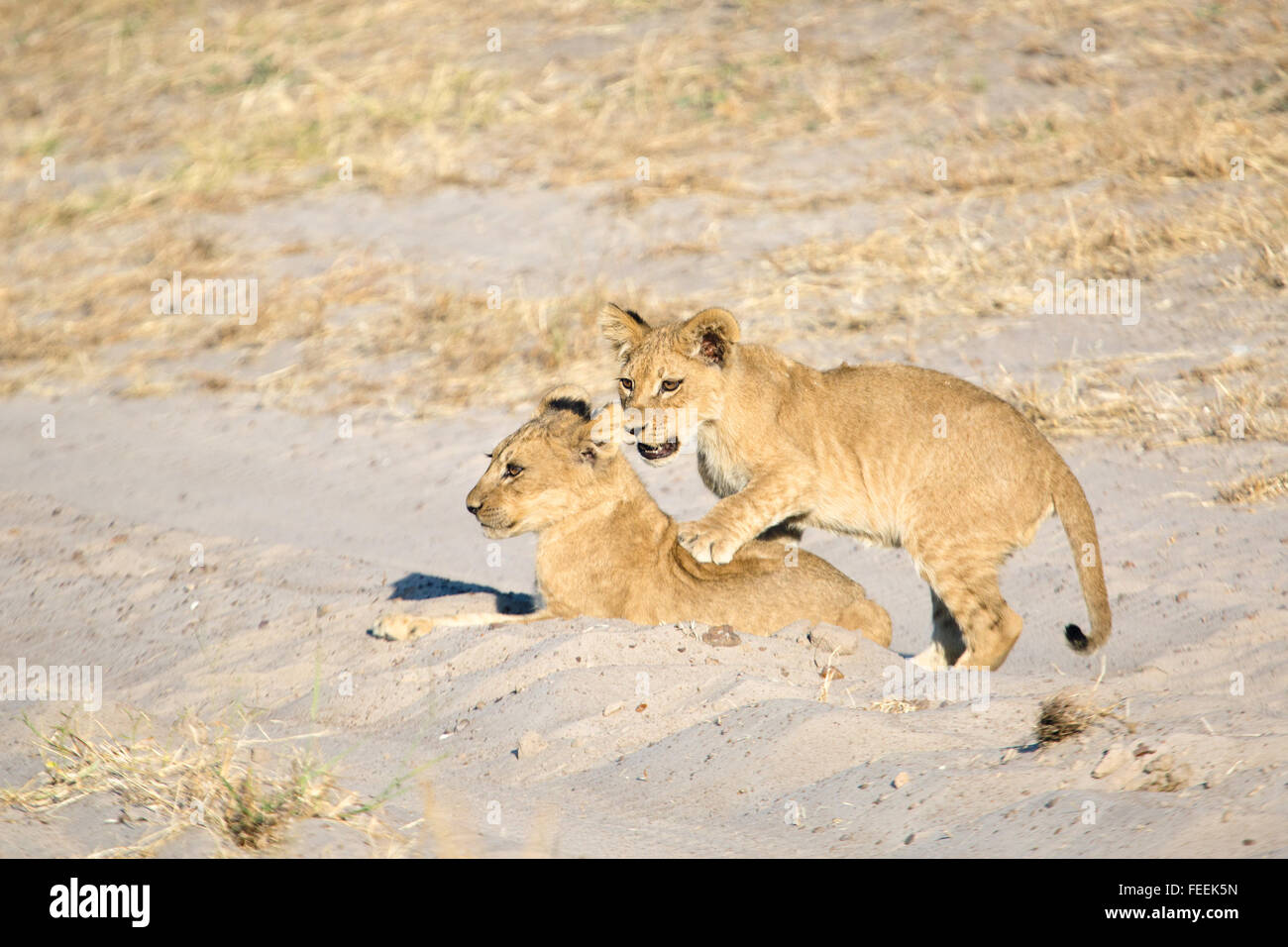Lion Cubs giocando Foto Stock