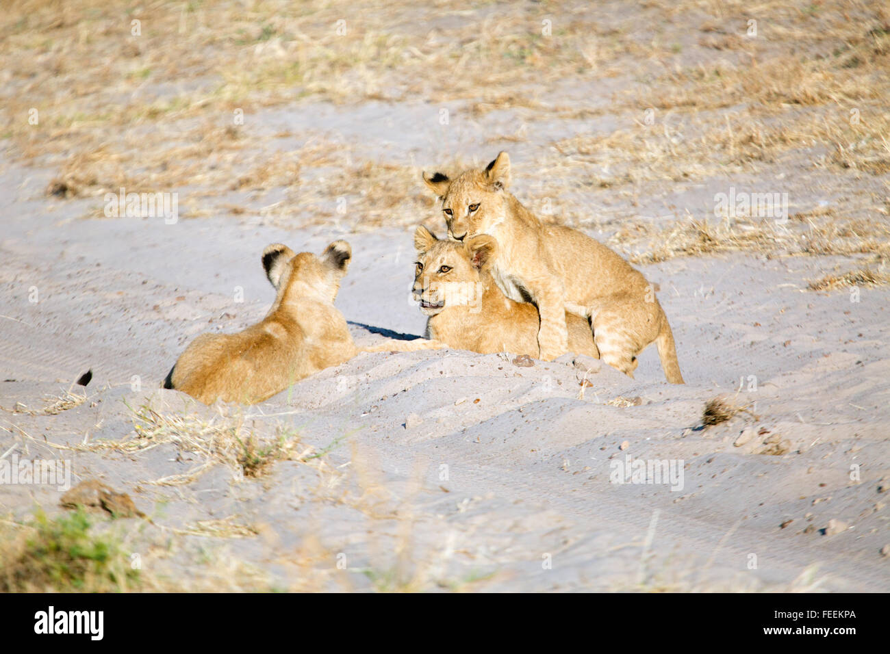 Lion Cubs giocando Foto Stock