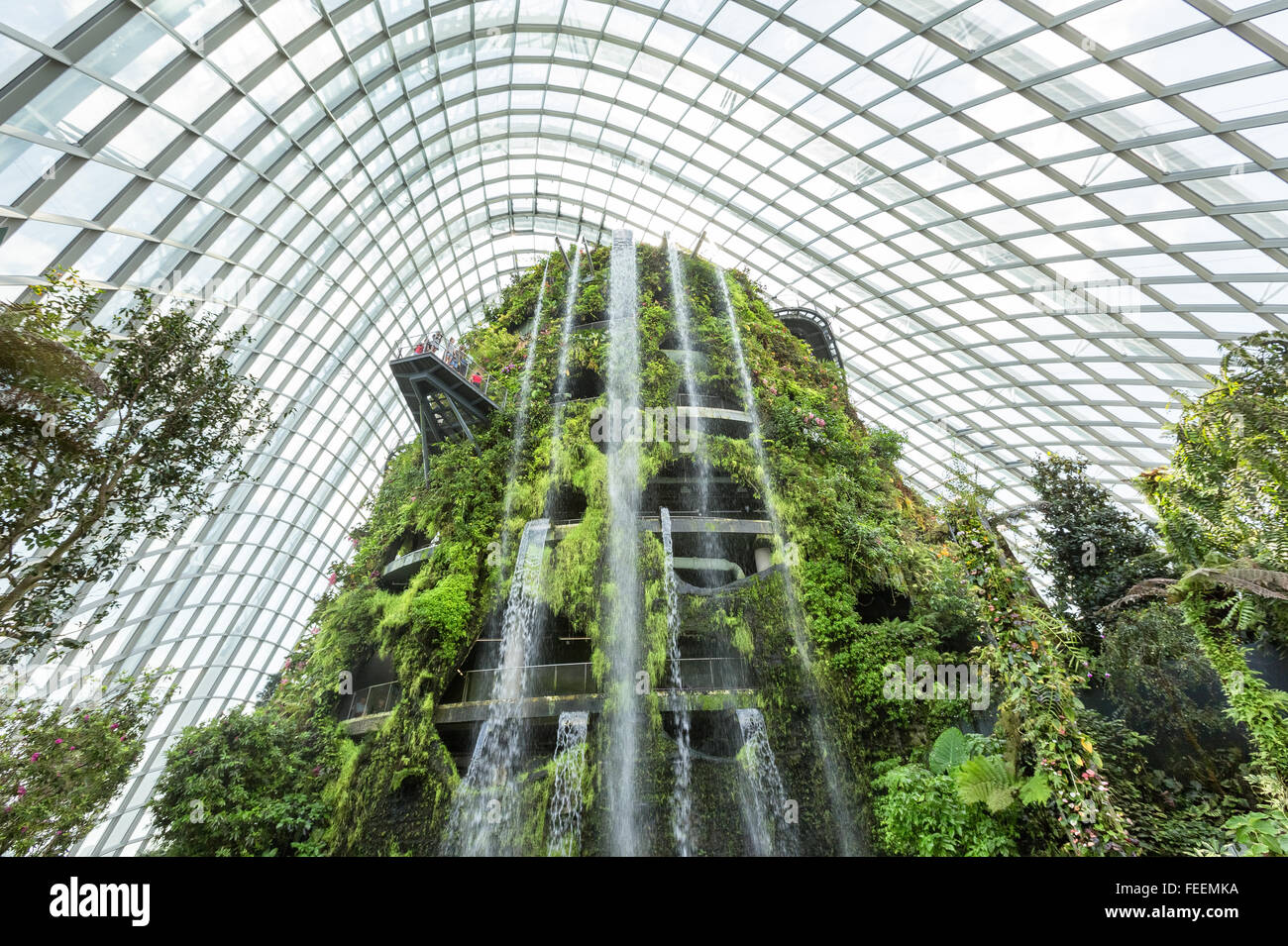 Cloud Forest in Singapore Foto Stock