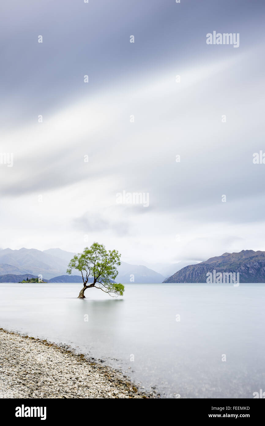 Un salice crescente nel lago Wanaka, Nuova Zelanda Foto Stock
