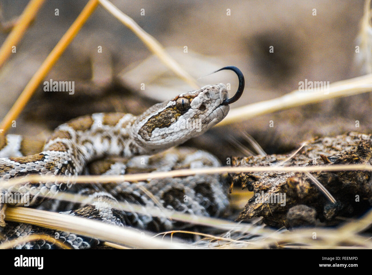 Un bambino del Pacifico (Rattlesnake Crotalus oreganus) flicks la sua lingua. Foto Stock